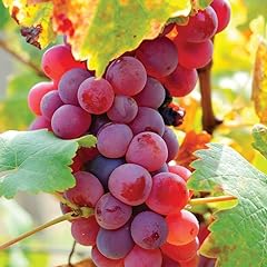 Red grape plant for sale  Delivered anywhere in USA 