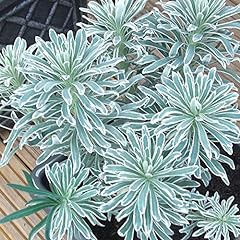 Euphorbia glacier blue for sale  Delivered anywhere in UK