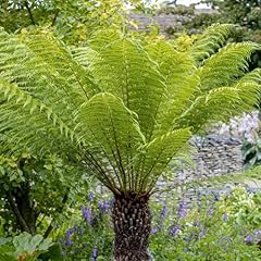 Yougarden tree fern for sale  Delivered anywhere in UK