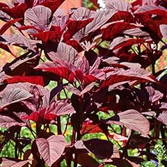 Kerala red amaranth for sale  Delivered anywhere in USA 