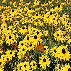 Black eyed susan for sale  Delivered anywhere in UK