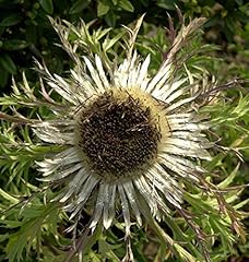 Silberdistel carlina acaulis gebraucht kaufen  Wird an jeden Ort in Deutschland