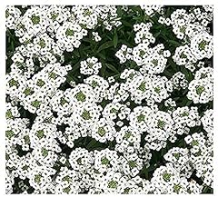 8000 sweet alyssum for sale  Delivered anywhere in USA 