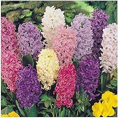 Largest mixed hyacinth for sale  Delivered anywhere in USA 