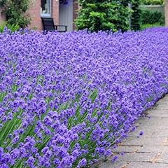 Lavender munstead 9cm for sale  Delivered anywhere in Ireland