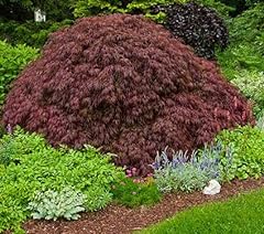 Crimson queen weeping for sale  Delivered anywhere in USA 