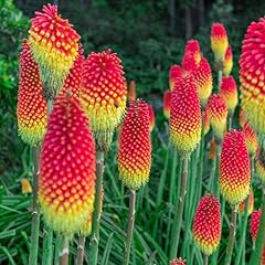 Red hot poker for sale  Delivered anywhere in UK