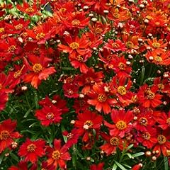 Coreopsis amulet red for sale  Delivered anywhere in UK