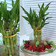 Inches lucky bamboo for sale  Delivered anywhere in USA 