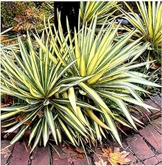 Needle palm yucca for sale  Delivered anywhere in UK