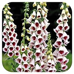 Foxglove digitalis pam for sale  Delivered anywhere in UK