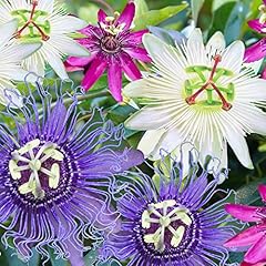 Passiflora mix passion for sale  Delivered anywhere in UK