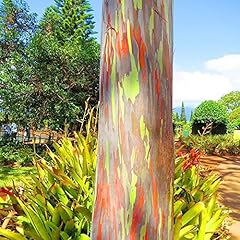 Rainbow eucalyptus seeds for sale  Delivered anywhere in USA 