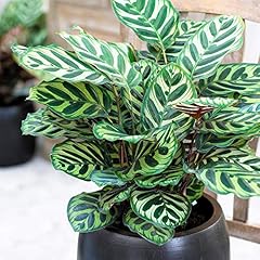 Calathea makoyana premium usato  Spedito ovunque in Italia 
