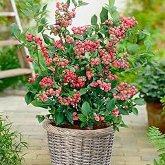 Brighter blooms pink for sale  Delivered anywhere in USA 