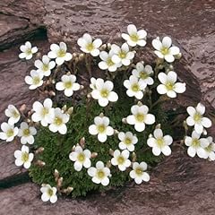 Plant seeds saxifraga for sale  Delivered anywhere in Ireland