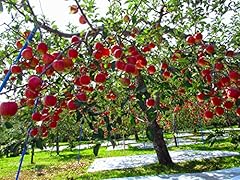 Fuji apple tree for sale  Delivered anywhere in USA 