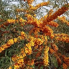 Argousier hippophae rhamnoides d'occasion  Livré partout en Belgiqu