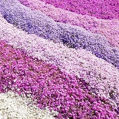 Yougarden carpet phlox for sale  Delivered anywhere in UK