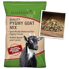 Marriage pygmy goat for sale  Delivered anywhere in UK