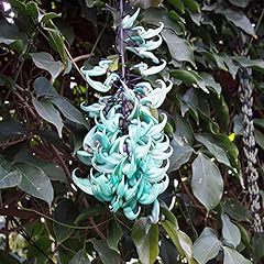 Jade vine seeds for sale  Delivered anywhere in USA 