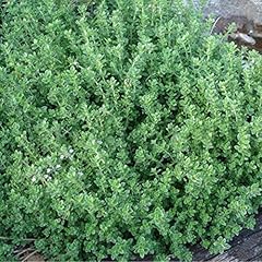 Thyme citriodorus lemon for sale  Delivered anywhere in UK