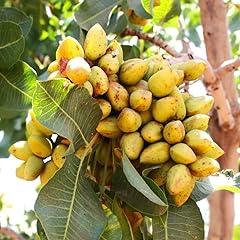 Tomorrowseeds pistachio tree for sale  Delivered anywhere in USA 