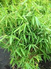 Bambus china rohrgras gebraucht kaufen  Wird an jeden Ort in Deutschland