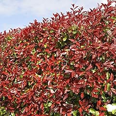 Red robin hedging for sale  Delivered anywhere in UK