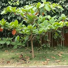 5pcs fresh almond for sale  Delivered anywhere in USA 