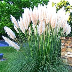 Cortaderia selloana pampas for sale  Delivered anywhere in UK