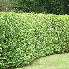 Griselinia littoralis hedging for sale  Delivered anywhere in UK