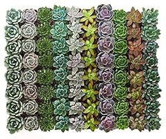 Shop succulents radiant for sale  Delivered anywhere in USA 