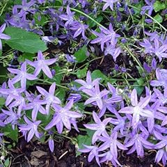 Plant seeds campanula for sale  Delivered anywhere in Ireland