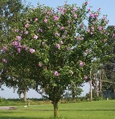 Pink rose sharon for sale  Delivered anywhere in USA 