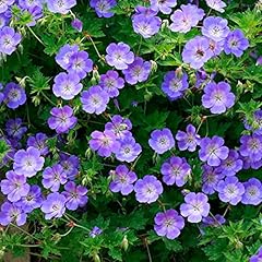 Geranium rozanne geranium for sale  Delivered anywhere in UK