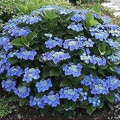 Gardenersdream hydrangea telle for sale  Delivered anywhere in UK