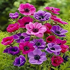 Anemone coronaria caen for sale  Delivered anywhere in UK
