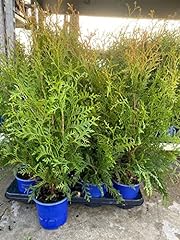 Thuja brabant cedar for sale  Delivered anywhere in UK