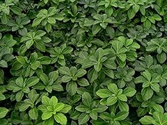 Pixies gardens pachysandra for sale  Delivered anywhere in USA 