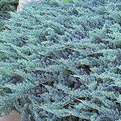 Juniperus blue chip for sale  Delivered anywhere in Ireland
