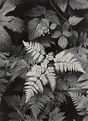 Ansel adams leaves for sale  Delivered anywhere in USA 