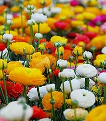 Blumenzwiebeln gebraucht kaufen  Wird an jeden Ort in Deutschland