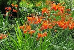 Bulbs montbretia crocosmia for sale  Delivered anywhere in USA 