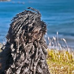 Hungarian puli greeting for sale  Delivered anywhere in UK