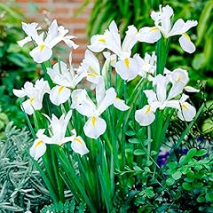 Iris hollandica white for sale  Delivered anywhere in UK