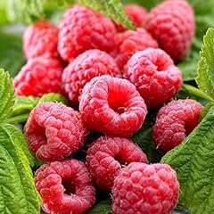 Thornless raspberry plants for sale  Delivered anywhere in USA 