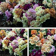 Antirrhinum mini butterflies for sale  Delivered anywhere in UK