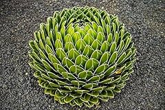 Samen agave victoriae gebraucht kaufen  Wird an jeden Ort in Deutschland