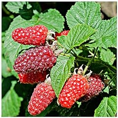 Tayberry plant rubus for sale  Delivered anywhere in UK